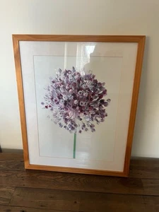 Impresión de cuadro enmarcada púrpura flor de allium grande 54 cm x 44 cm marco de roble pino - Imagen 1 de 10