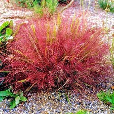 25 Purple Love Grass Eragrostis spectabilis seeds *Ornamental Grass* CombSH B61