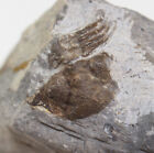 Trilobit, Scutellum geesense, Devon, Eifel, Gees, Gerolstein, Eifel, BRD-b254
