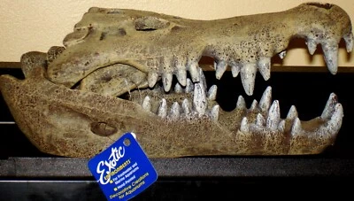 СИНЯЯ ЛЕНТА экзотическая смола украшение Нил крокодила череп большой EE355 - Изображение 1 из 3