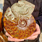 2,67 Pfund seltene natürliche polierte natürliche Muschel fossile Exemplare aus Madagaskar