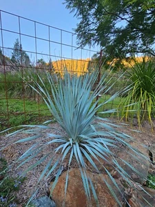 DASYLIRION GLAUCOPHYLLUM - Blue leaf Hildago Sotol established seedling (25319) - Picture 1 of 9