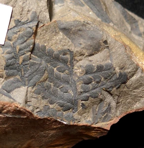 Carboniferous plant fossil tree fern extinct Pecopteris Ptychocarpus unita ! - Picture 1 of 6