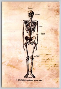 Postcard Skeleton Human Skeletal Anatomy Biology Science Illustration Bones - Picture 1 of 2