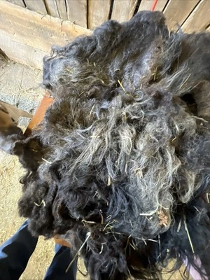 Icelandic fleece Really NICE, Raw unwashed, unskirted, 4.0  lbs Ram Fleece - Image 1 of 4