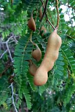 Tamarindo Tamarindus Indica - fruto dulce comestible -  10 Semillas  - Seeds