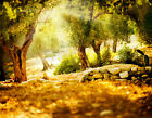 Vlies Fototapete-Oliven-Bäume-(533V)-Wald Sonne Herbst Steine Wiese Alt Blume
