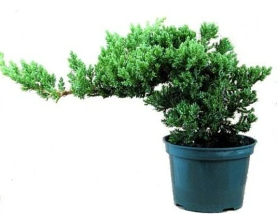 Juniper Procumbens nana Japanese Live Bonsai Starter Tree Plant 4" pot - Image 1 of 2
