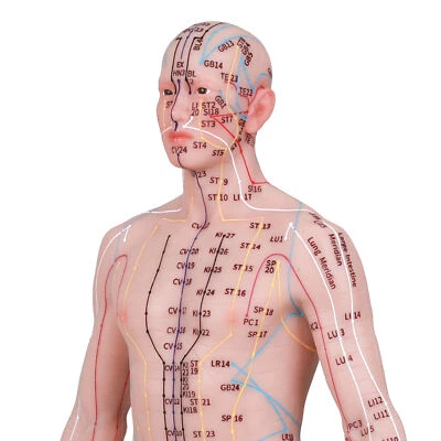 Muñeca de silicona modelo acupuntura punto acupuntura 19/22 pulgadas punto de acupuntura pantalla Foto 1 de 4