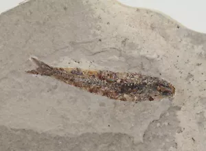 Pesce, Bolcaichthys catoppygopterus, Terziario, Eocene, Monte Bolca, Verona, ITA-L95 - Foto 1 di 4