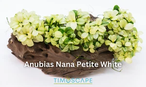 Buy 2 Get 1 Free * Anubias Nana Petite White (Loose Plant) - Rare Aquarium Plant - Picture 1 of 2