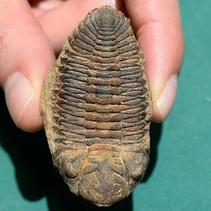 Museum Grade Trilobite - Eldredgeia venustus - Bolivia Devonian Fossil - Picture 1 of 13