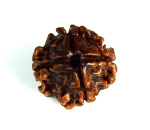 4 Mukhi Rudraksha / Four Face Rudraksha zertifiziert - Bild 1 von 4