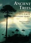 Ancient Trees: Trees That Live For 1,000 Years By Anna Lewingto 