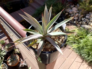 Agave Stricta x Potatorum aka ‘Pluto’, Rare Purple Cactus Succulent - Picture 1 of 3