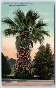 Postal de California Fan Palm and Ivy Geranio and Street Trees en California - Imagen 1 de 2