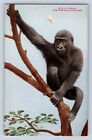 Vintage Gorilla New York Zoological Park Postcard Cd