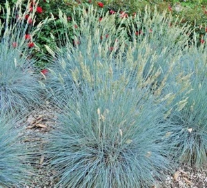 301+BLUE FESCUE Ornamental Grass Seeds Clumping Drought Tolerant Low Maintenance - Picture 1 of 12