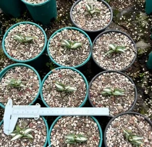 1/5/10 PIEZAS Planta Rara Agave Titanota FO076 Blanco Mediopicta Venta al por mayor Boutique - Imagen 1 de 3