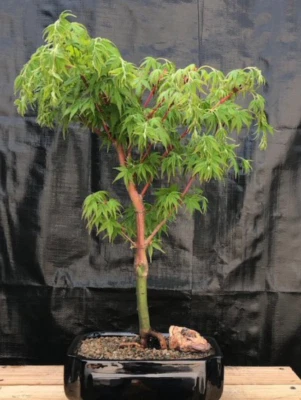 Coral Bark Japanese Maple Bonsai Tree Live Plant Sango Kaku 18"H Outdoor Plant - Image 1 of 2