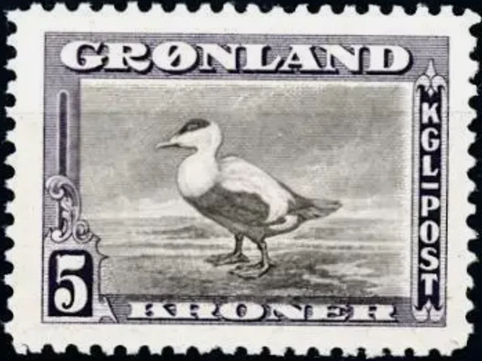 [OOS] Greenland #Mi016 MH 1945 Eider Duck Somateria mollissima New York [18] - Image 1 of 1