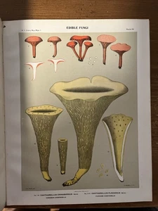 1900 Edible Fungi Of New York - Picture 1 of 12