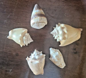 Lot Of 5 Strombus And Conus Shells Various Sizes - Picture 1 of 15