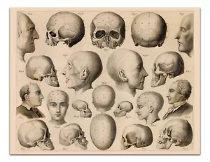 Anatomy ANTHROPOLOGY–PSYCHOLOGY RELATIONS TO THE BRAIN Vintage 17x22" Art Print - Picture 1 of 2