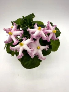 African Violet ND-Magiya (Magic) Big Starter STD NEW! - Picture 1 of 3