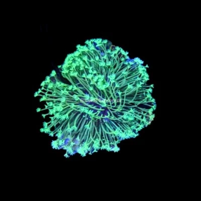 LPS CE- Almost WYSIWYG - Mini Weeping Willow Toadstool Colony- Frag Live Coral Frag