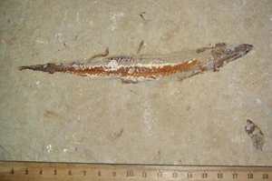Prionolepis 15 - Fossils directly from Lebanon - Picture 1 of 1