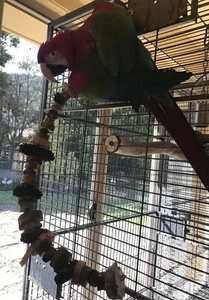 Bird Toys Natural Spiral (Large) Parrot Bird Toy - Picture 1 of 12
