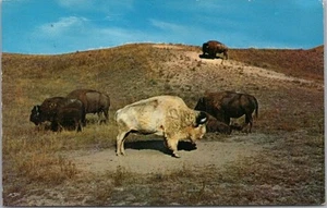 Postal de Vida Silvestre Montana Vintage "ALBINO BUFFALO" / 1962 Helena MT Cancelar - Imagen 1 de 2