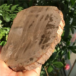 447g Beautiful Petrified Wood Fossil Slice Crystal Freeform Madagascar W436 - Picture 1 of 10