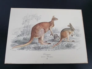 MINI ILLUSTRAZIONE Mme. FOURNIER CANGURO 4 - Imagen 1 de 1