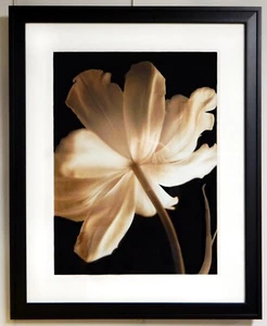 Framed White Flower Photo Print, 26"x32" Black Wooden Frame and White Mat - Picture 1 of 1