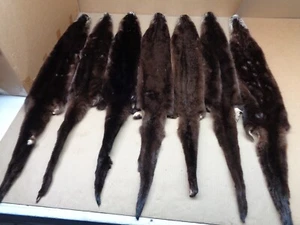 Tanned North American SLT DGE River Otter, Lontra canadensis, soft fur, pelts - Picture 1 of 7
