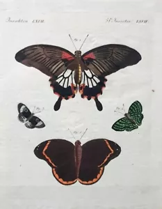 "Hermosas mariposas extranjeras"" grabado en cobre coloreado alrededor de 1810 - Imagen 1 de 8