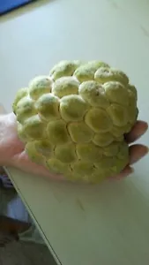 20 Seeds Organic Sugar Apple Annona Squamosa Tropical Fruit Plant , 2025 Season - Picture 1 of 1