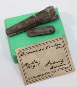 Nautiloid, Geisonoceras timidum, Silur, Butowitz, Böhmen, CZE-i244 - Picture 1 of 6