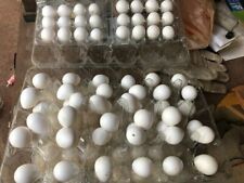 New Listing20+ snowflake quail hatching eggs