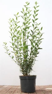 Ligustrum vulgare 'Atrovirens', Gewöhnlicher Liguster, immergrün, 100–125 cm - Bild 1 von 6