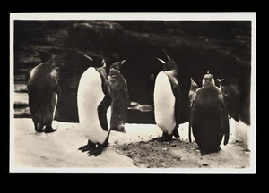ALTE POSTKARTE CARL HAGENBECK'S TIERPARK STELLINGEN - HAMBURG PINGUINE #2 - Bild 1 von 1