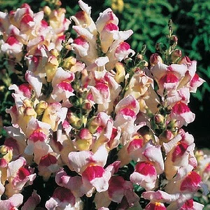 30+ GIANT LIPSTICK SILVER SNAPDRAGON FLOWER SEEDS / LONG LASTING ANNUAL - Picture 1 of 1