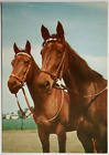 Pferde AK Postkarte - Zwei Braune mit Zaumzeug