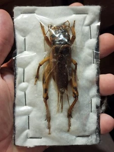 GIANT CRICKET from Madagascar 63mm Insect Entomology Whopper Bug Weta - Picture 1 of 3