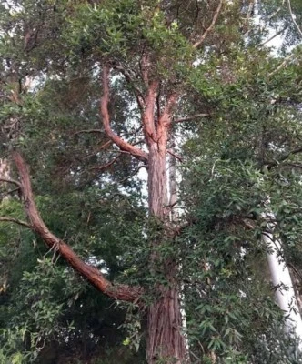 NATIVE TURPENTINE TREE 5,000 SEEDS SYNCARPIA GLOMULIFERA FLOWERING HARDY TREE - Image 1 of 4