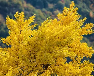 Ginkgo biloba - Albero di ginkgo / albero di pelo di fanciulla - Foto 1 di 6