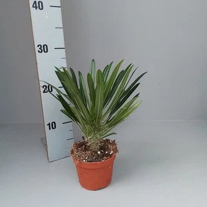 Palmera de Madagascar Pachypodium lamerei Planta de Sol muy interesante Ø11 - Imagen 1 de 1