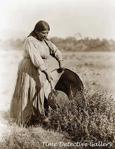 Pomo Frau Cecilia Joaquin sammelt Samen, Kalifornien - historischer Fotodruck - Bild 1 von 1
